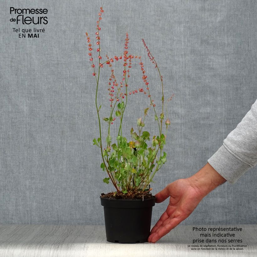 French Sorrel - Rumex scutatus 1.5L/2L pot sample as delivered in spring
