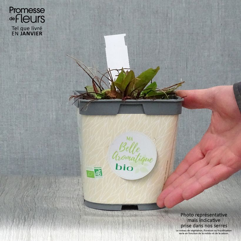 Organic French Sorrel - Rumex scutatus 1L/1.5L pot sample as delivered in winter