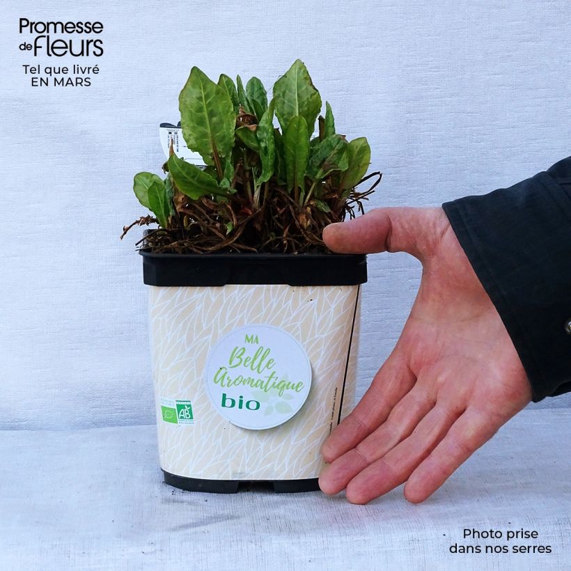 Organic French Sorrel - Rumex scutatus 1L/1.5L pot sample as delivered in spring