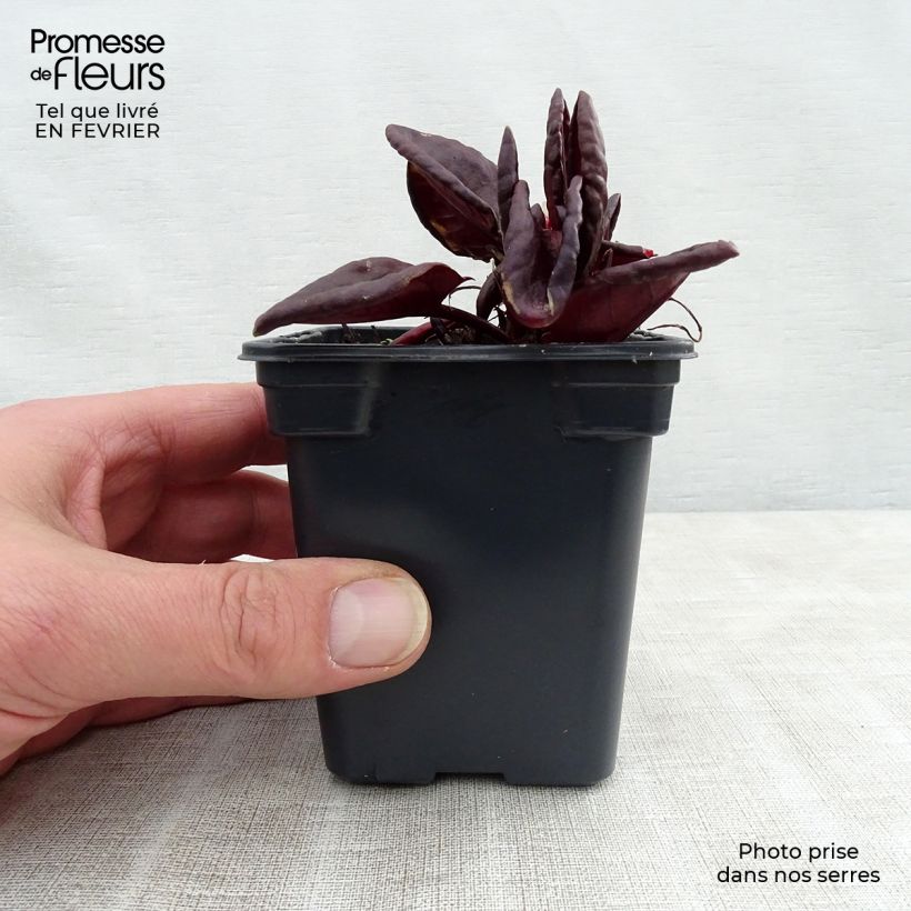 Rumex scutatus Purpurea 8/9 cm pot sample as delivered in winter