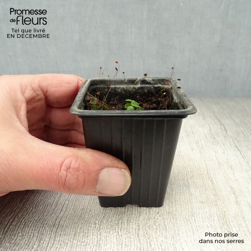 Rumex sanguineus 8/9 cm pot sample as delivered in winter