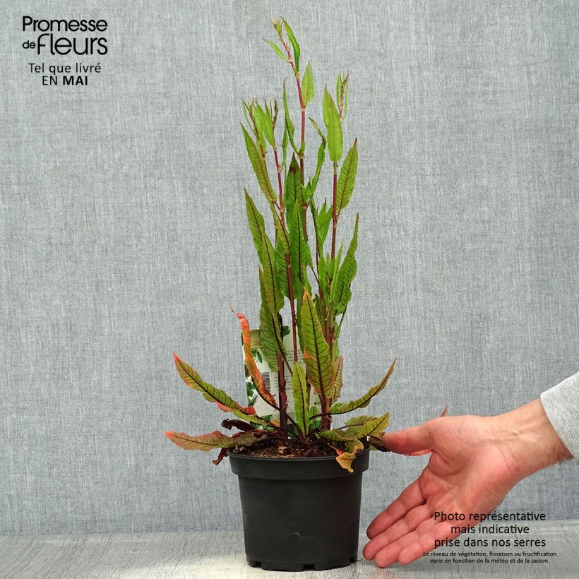 Rumex sanguineus 1.5L/2L pot sample as delivered in spring