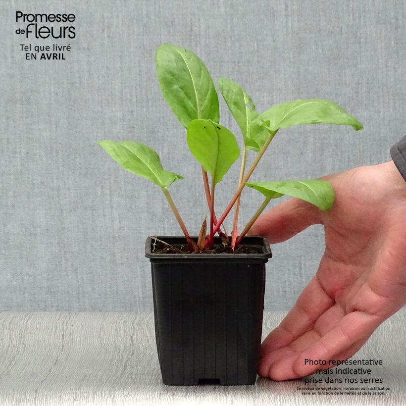 Rumex arifolius 8/9 cm pot sample as delivered in spring