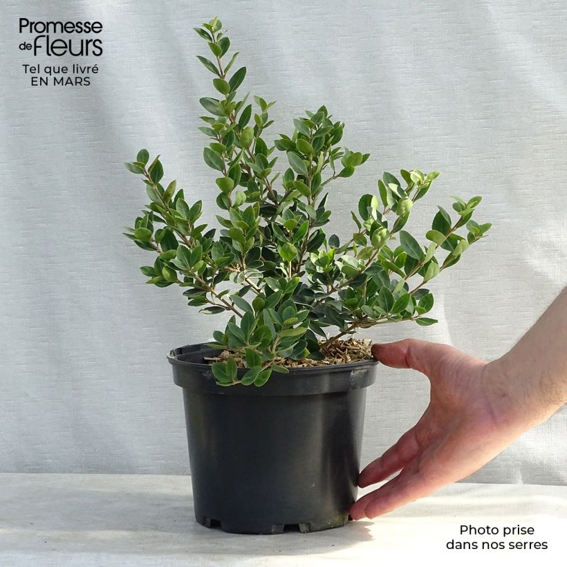 Osmanthus delavayi Heaven Scent 3L/4L pot sample as delivered in spring