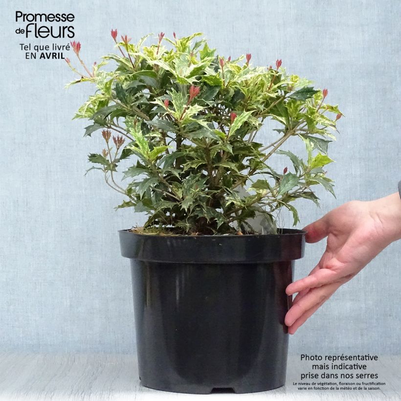 Osmanthus heterophyllus tricolor 4L/5L pot sample as delivered in spring