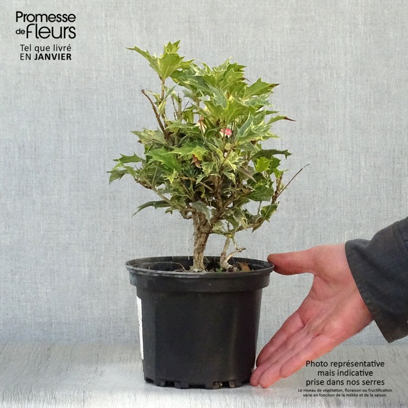 Osmanthus heterophyllus tricolor 2L/3L pot sample as delivered in winter