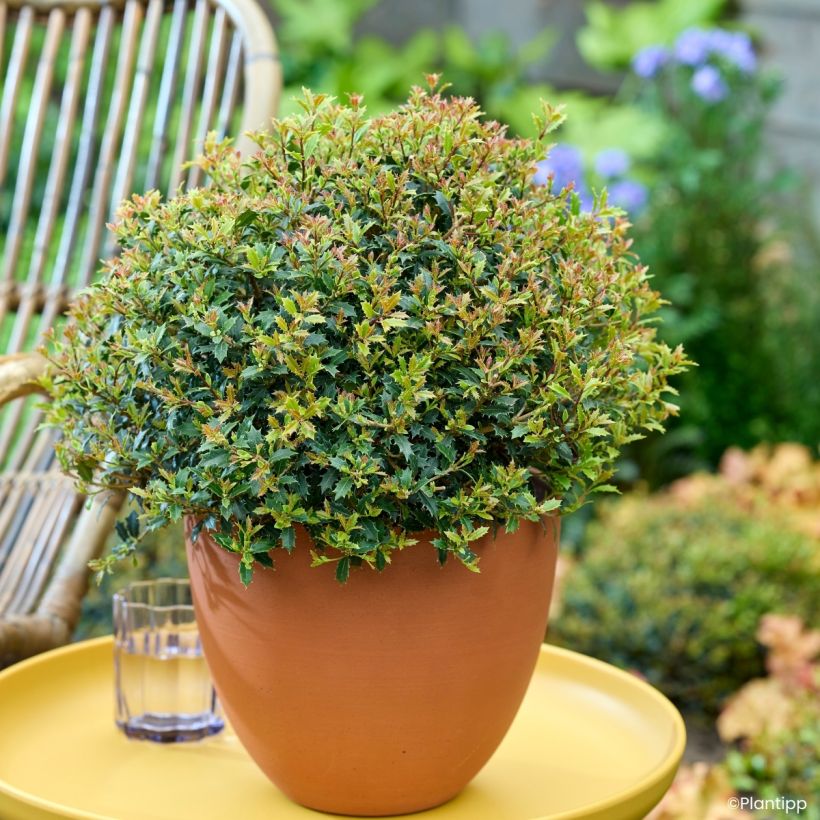 Osmanthus heterophyllus Perfume Party - Holly olive (Plant habit)
