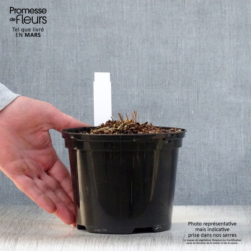 Osmunda claytoniana - Fern 2L/3L pot sample as delivered in spring