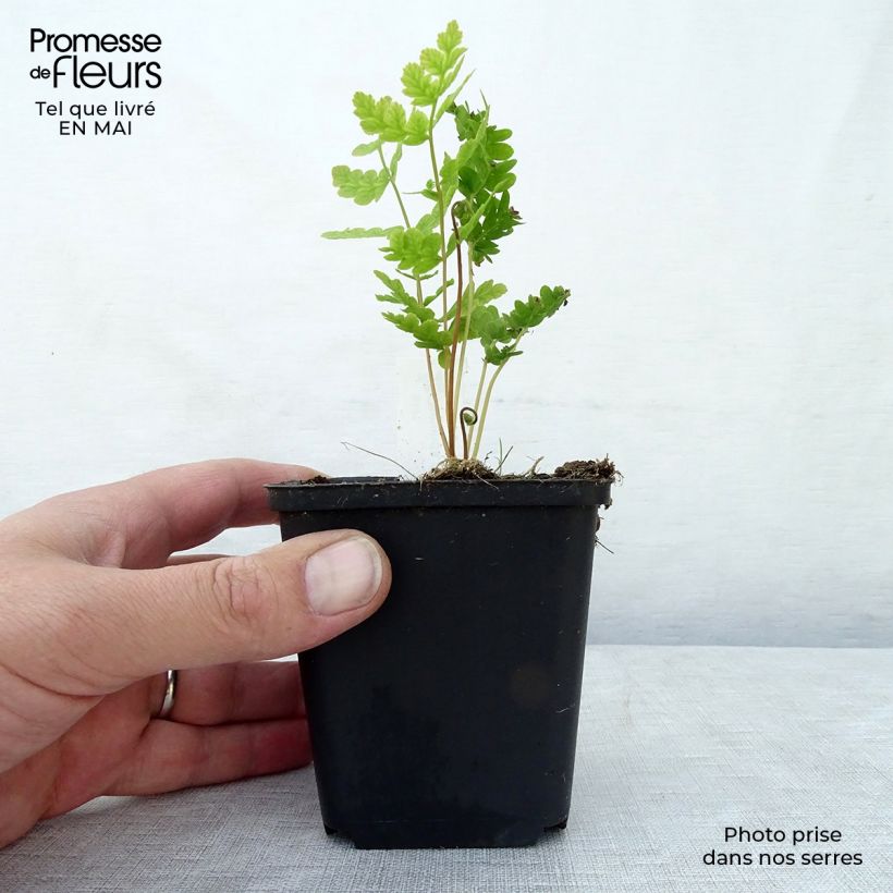 Osmunda claytoniana - Fern 8/9 cm pot sample as delivered in spring