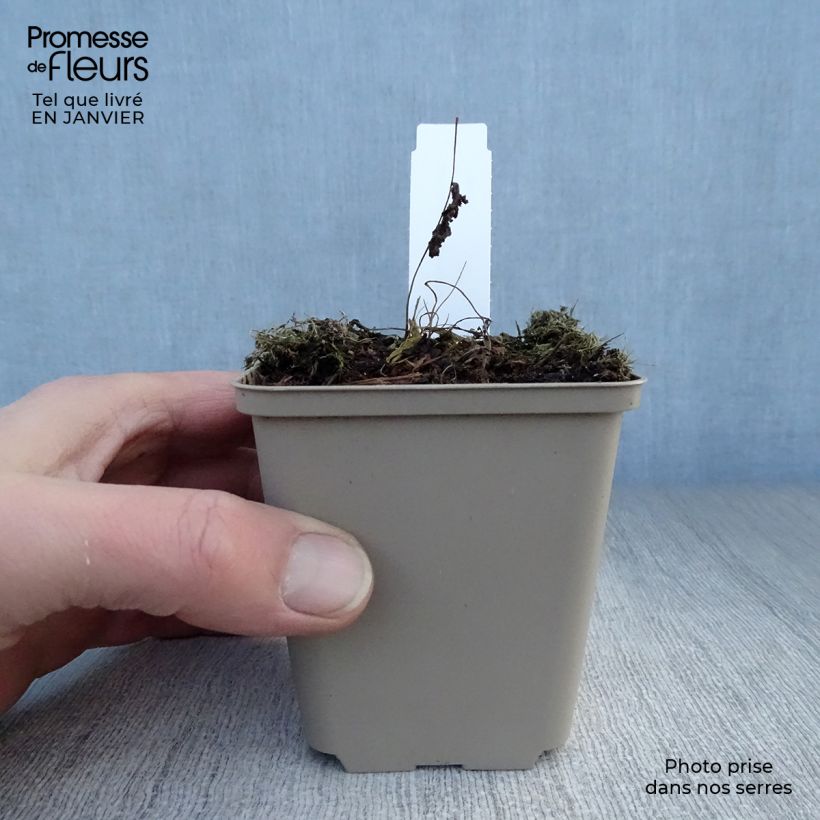 Osmunda claytoniana - Fern 8/9 cm pot sample as delivered in winter