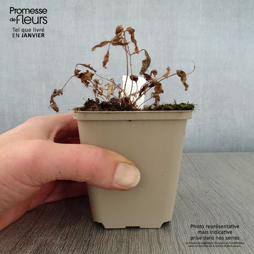 Osmunda japonica - Japanese Royal Fern 8/9 cm pot sample as delivered in winter