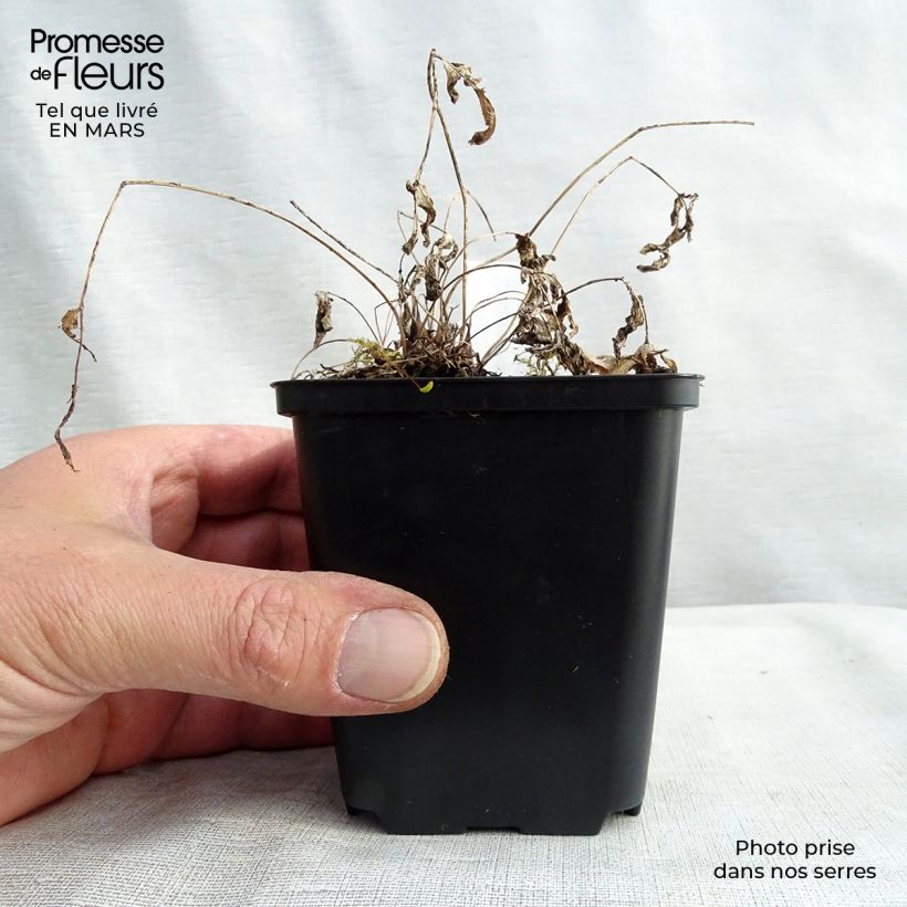 Osmunda regalis - Royal Fern 8/9 cm pot sample as delivered in winter