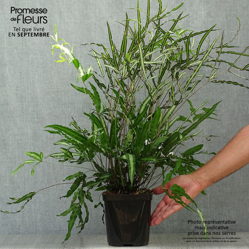Pteris nipponica - White-striped Cretan Brake 3L/4L pot sample as delivered in autumn