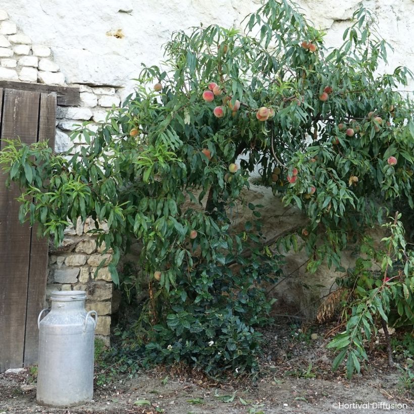 Prunus persica Golden Caesar - Peach tree (Plant habit)