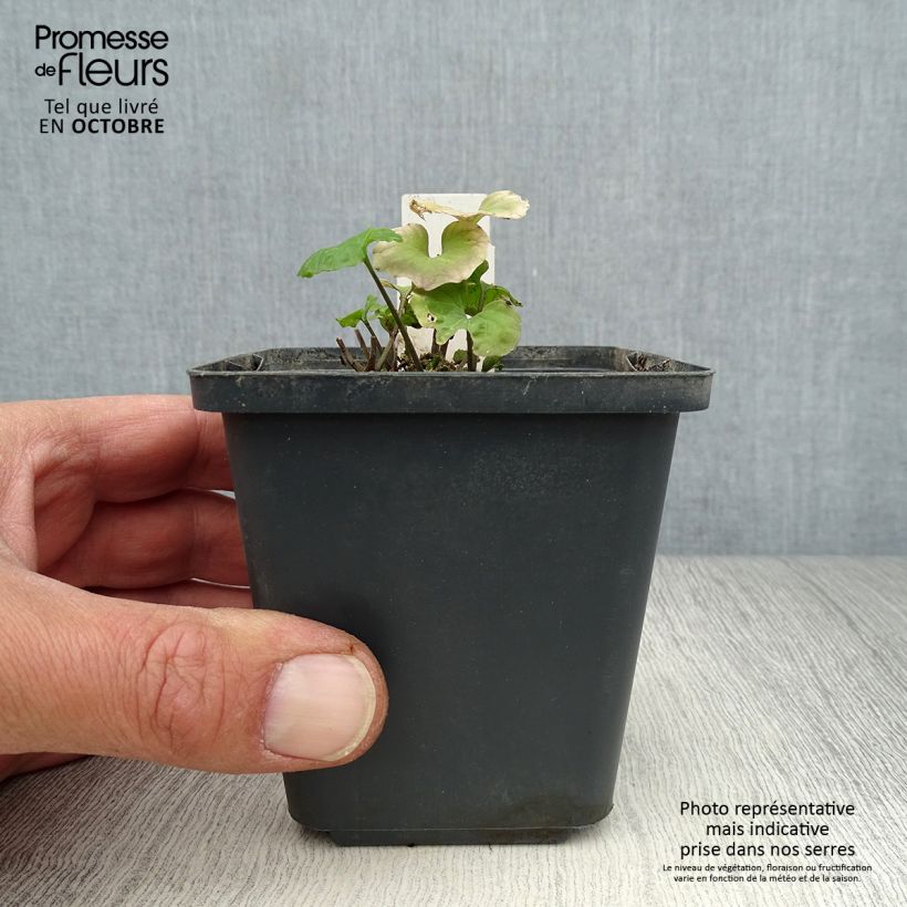 Pachyphragma macrophyllum 8/9 cm pot sample as delivered in autumn
