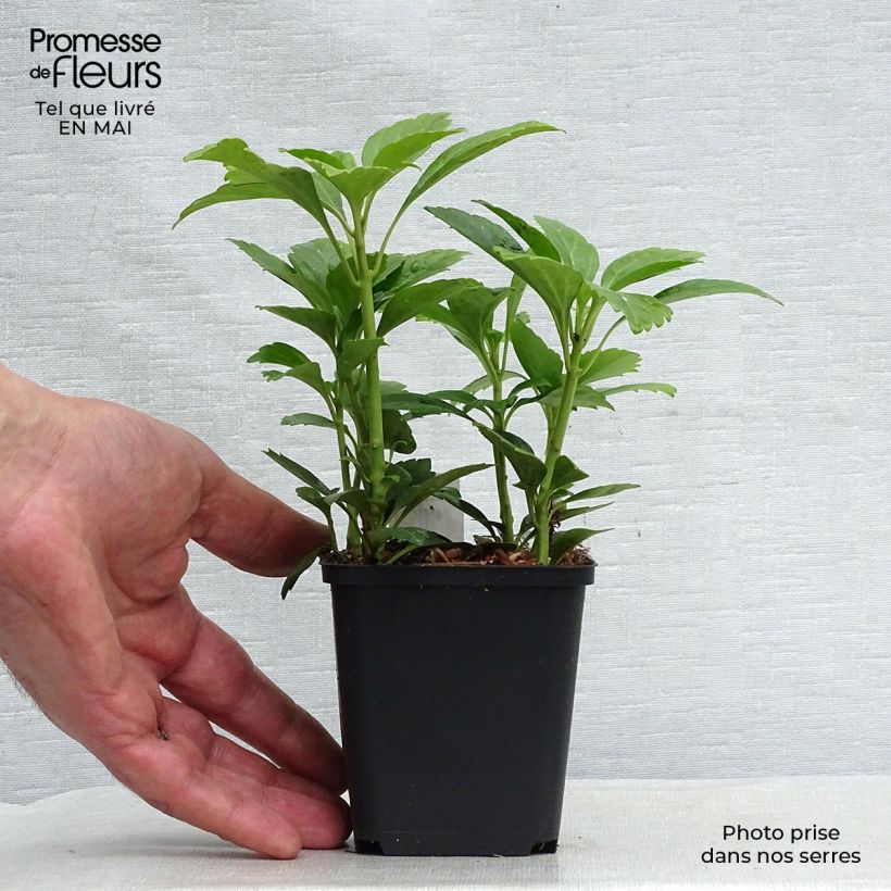 Pachysandra terminalis Green Carpet - Japanese Spurge 8/9 cm pot sample as delivered in spring