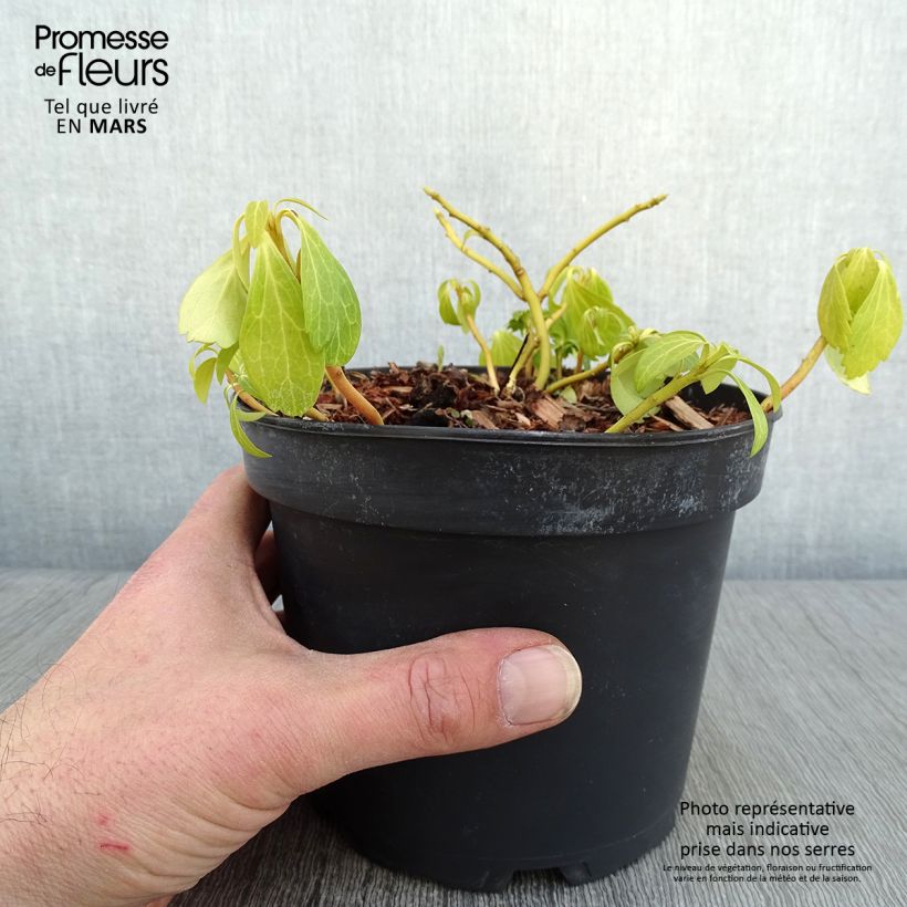 Pachysandra terminalis Green Carpet - Japanese Spurge 2L/3L pot sample as delivered in winter