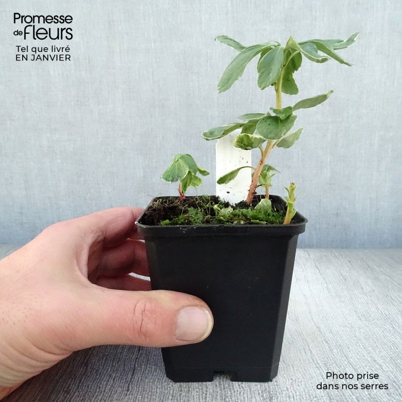 Pachysandra terminalis Variegata - Japanese Spurge 8/9 cm pot sample as delivered in winter