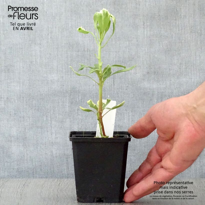 Pachysandra terminalis Variegata - Japanese Spurge 8/9 cm pot sample as delivered in spring