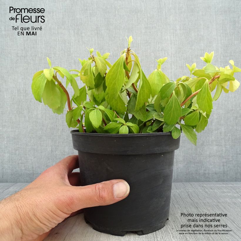 Pachysandra terminalis - Japanese Spurge 2L/3L pot sample as delivered in spring