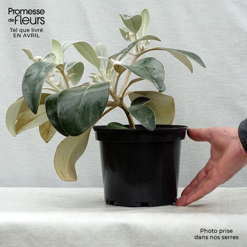 Pachystegia insignis Daizea 2L/3L pot sample as delivered in spring