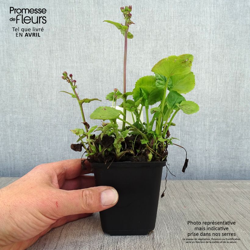 Packera aurea 8/9 cm pot sample as delivered in spring