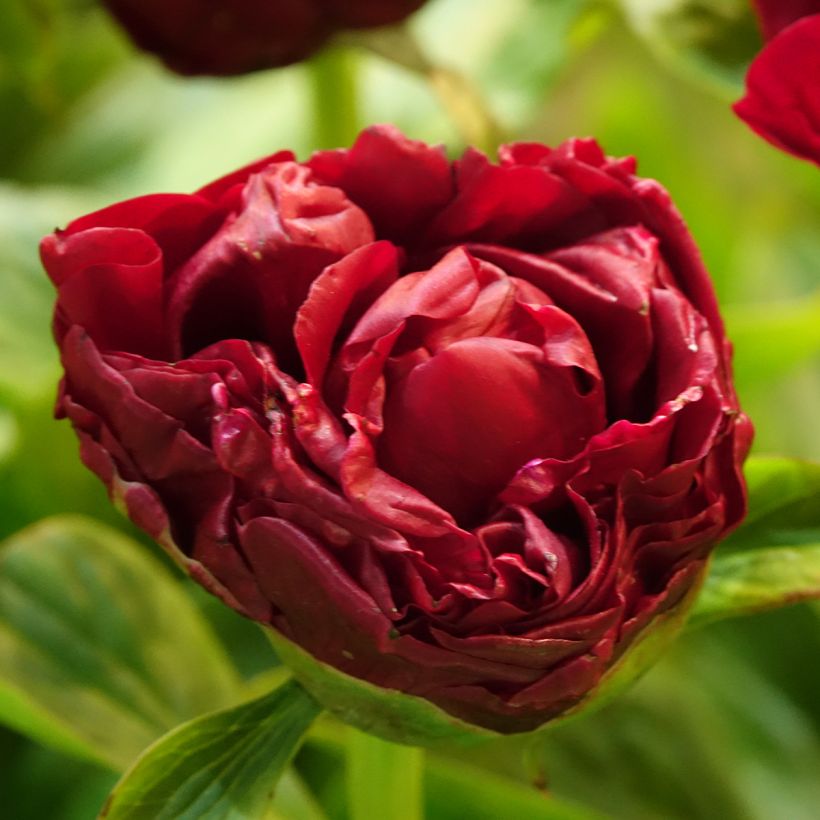 Paeonia lactiflora Bockstoce (Flowering)