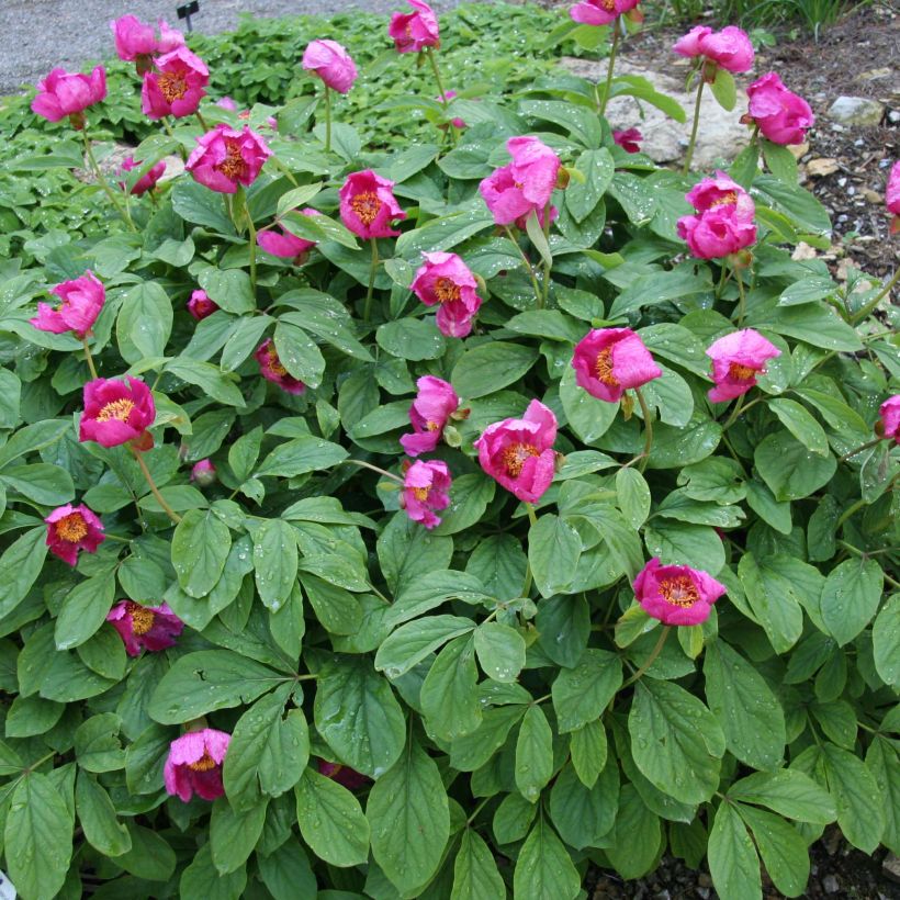 Paeonia mascula (Plant habit)