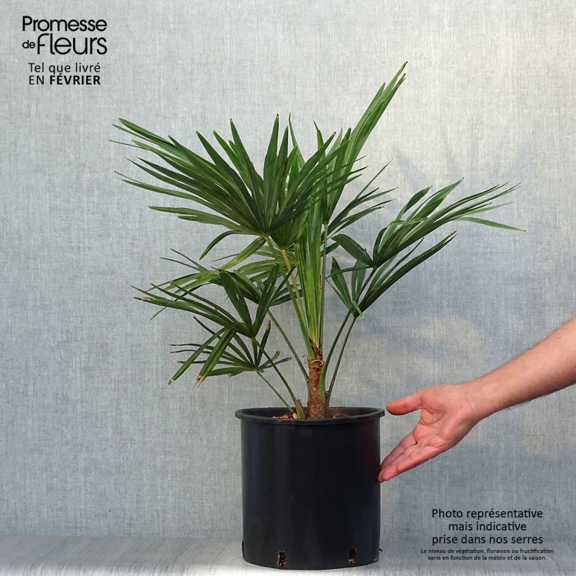 Trachycarpus fortunei - Chinese Windmill Palm 6L/7L pot sample as delivered in autumn