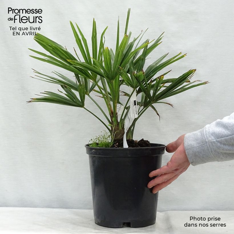 Trachycarpus fortunei - Chinese Windmill Palm 6L/7L pot sample as delivered in spring