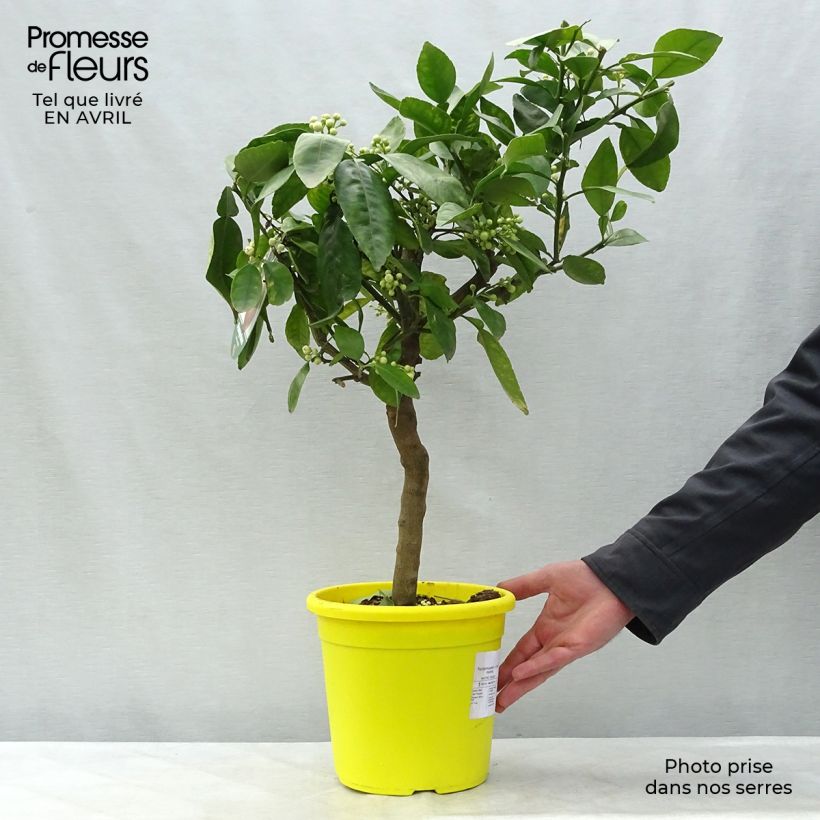 Grapefruit - Citrus x paradisi 4L/5L pot, Quarter standard sample as delivered in spring