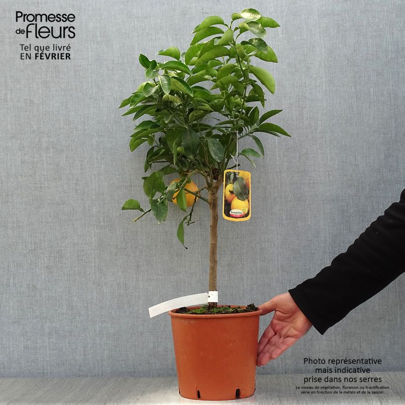 Grapefruit - Citrus x paradisi 4L/5L pot, Quarter standard sample as delivered in winter