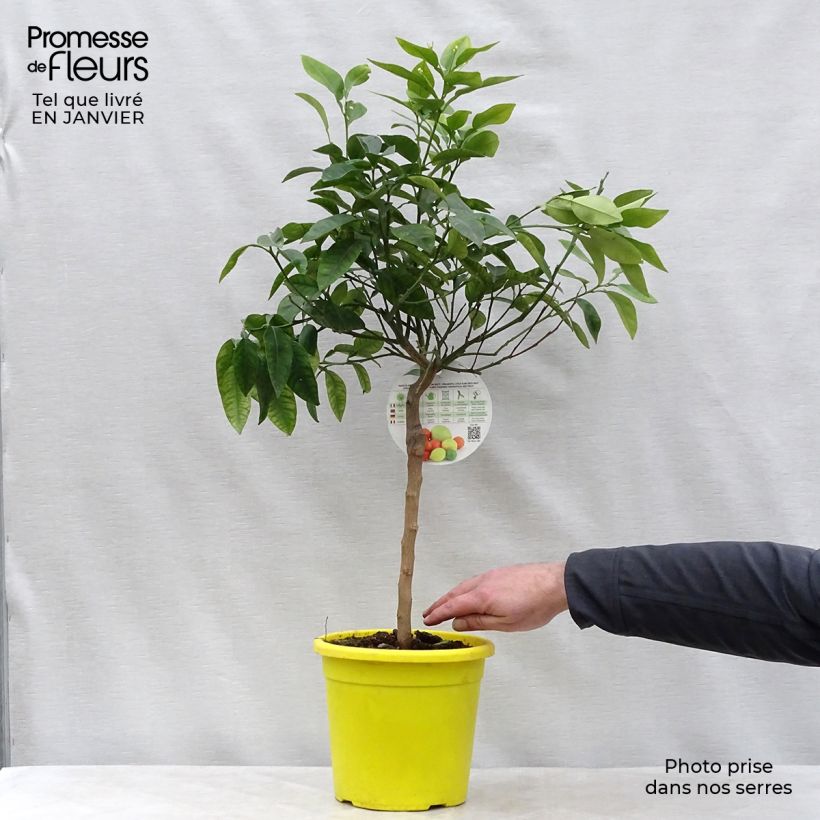Pomelo - Citrus maxima 3L/4L pot, Quarter standard sample as delivered in winter