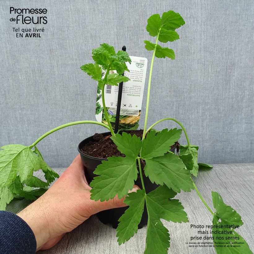 Parsnip - Pastinaca sativa subsp. sativa 1.5L/2L pot sample as delivered in spring