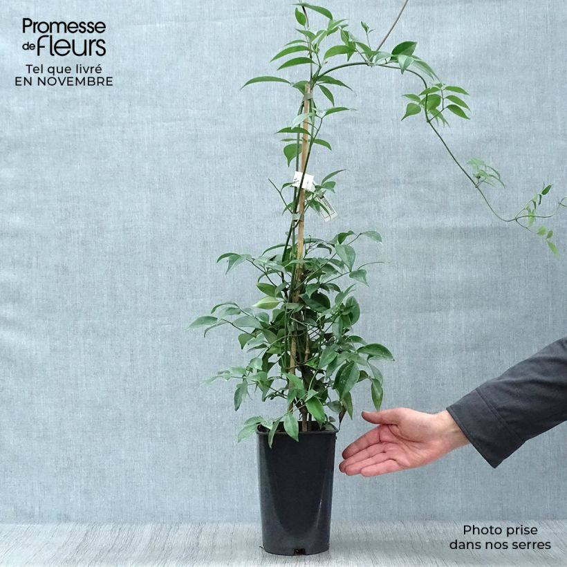 Pandorea jasminoïdes Alba - Bower Vine 2L/3L pot sample as delivered in autumn