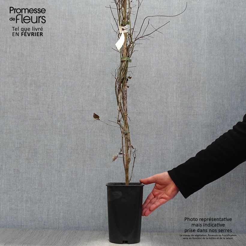 Pandorea jasminoïdes Rosea - Bower Vine 2L/3L pot sample as delivered in winter