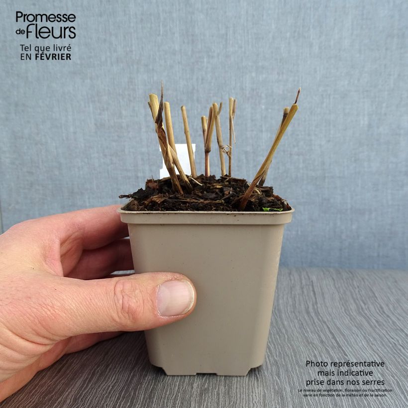 Panicum virgatum Blue Darkness - Switchgrass 8/9 cm pot sample as delivered in winter