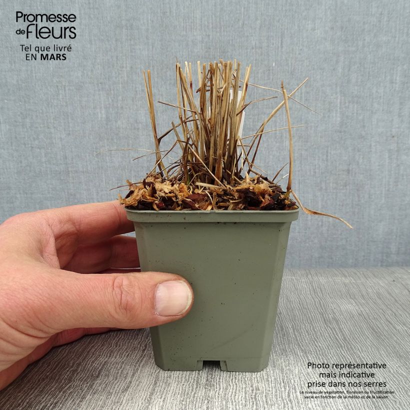 Panicum virgatum Cheyenne Sky - Switchgrass 8/9 cm pot sample as delivered in winter