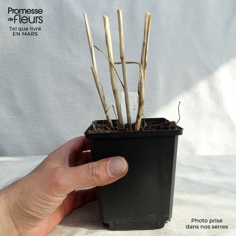 Panicum virgatum Cloud Nine - Switchgrass 8/9 cm pot sample as delivered in spring