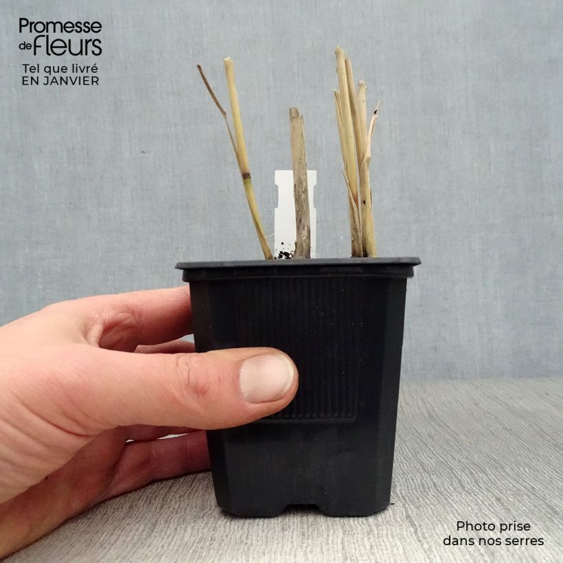 Panicum virgatum Dallas Blues - Switchgrass 8/9 cm pot sample as delivered in winter