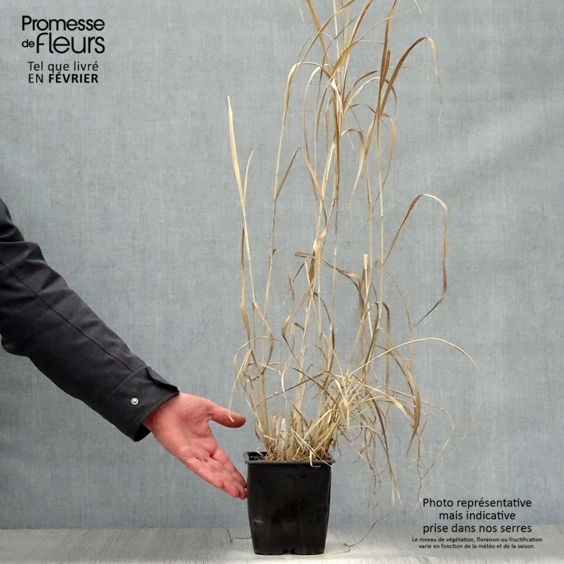 Panicum virgatum Dallas Blues - Switchgrass 2L/3L pot sample as delivered in winter