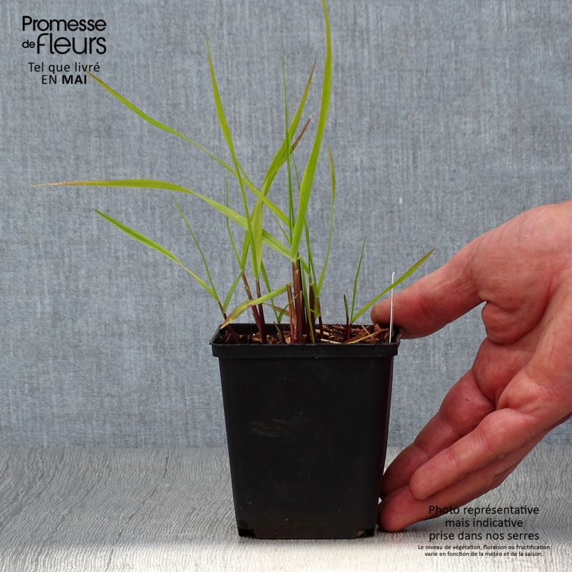 Panicum virgatum Hänse Herms - Switchgrass 8/9 cm pot sample as delivered in spring