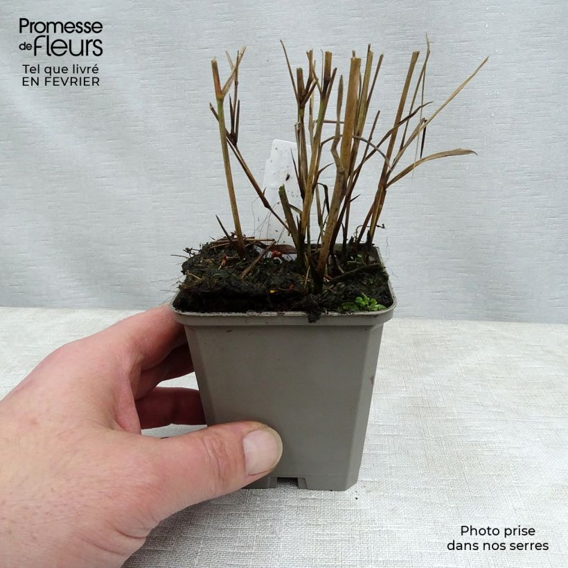 Panicum virgatum Heavy Metal - Switchgrass 8/9 cm pot sample as delivered in winter