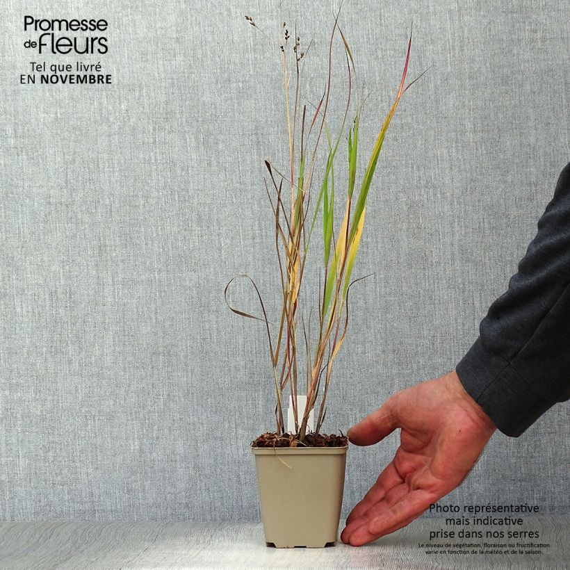 Panicum virgatum Heiliger Hain - Switchgrass 8/9 cm pot sample as delivered in autumn