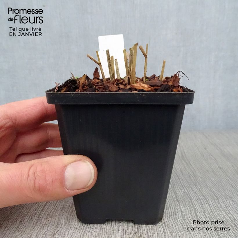 Panicum virgatum Kulsenmoor - Switchgrass 8/9 cm pot sample as delivered in winter