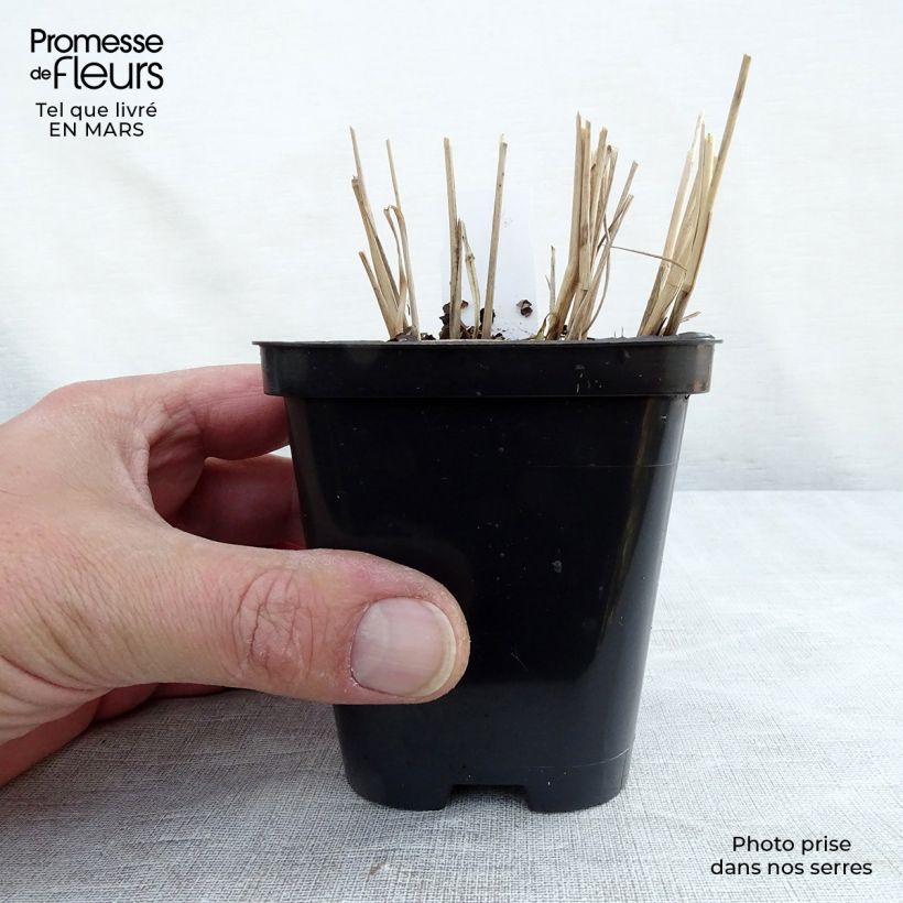 Panicum virgatum Northwind - Switchgrass 8/9 cm pot sample as delivered in winter