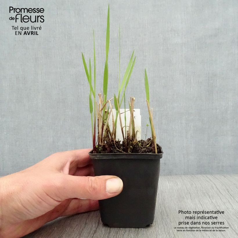 Panicum virgatum Rehbraun - Switchgrass 8/9 cm pot sample as delivered in spring