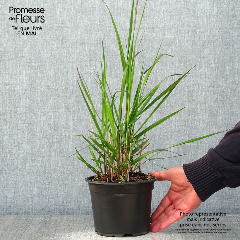 Panicum virgatum Rehbraun - Switchgrass 2L/3L pot sample as delivered in spring