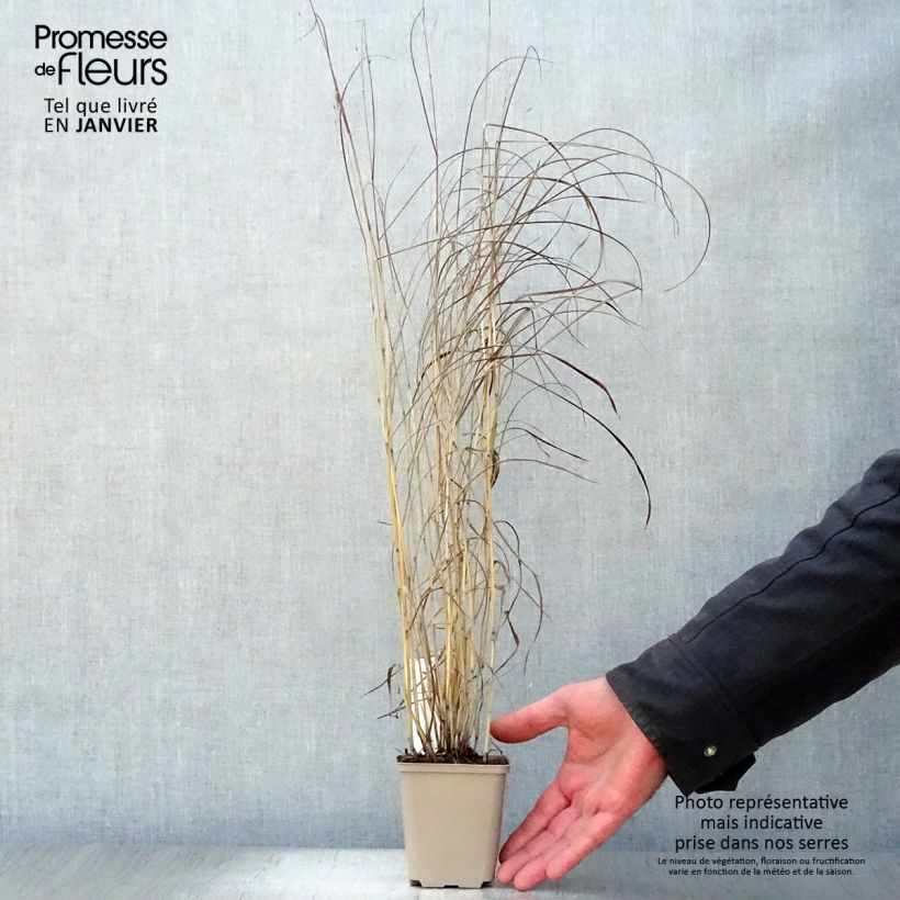 Panicum virgatum Sangria - Switchgrass 2L/3L pot sample as delivered in winter