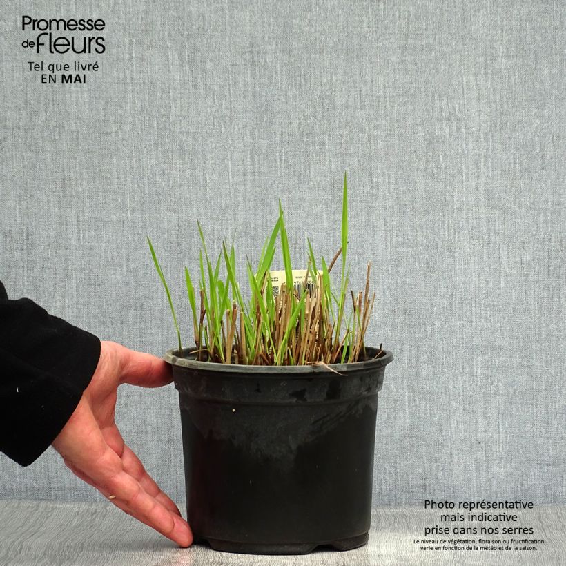 Panicum virgatum Shenandoah - Switchgrass 2L/3L pot sample as delivered in spring